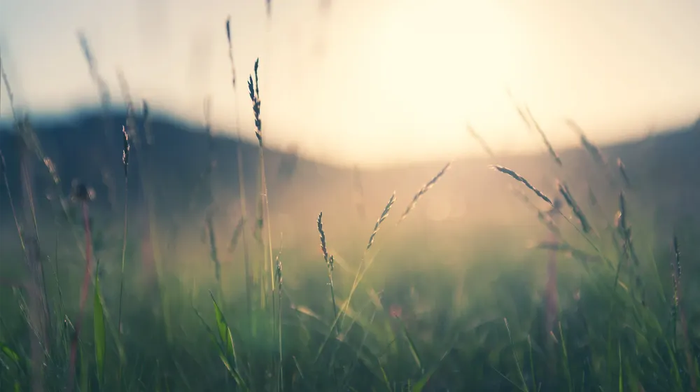 Shallow depth of field on green field