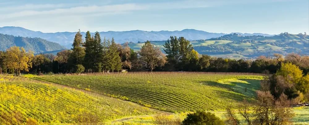 MacRostie Winery & Vineyards landscape nature tree mountain outdoors wood agriculture summer travel field sky scenic valley rural hill countryside growth fair weather country